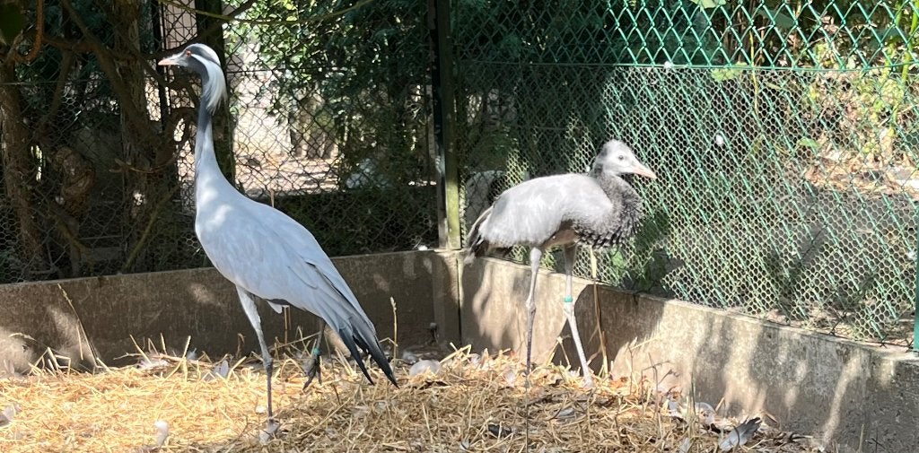 juffer kraanvogel, Dieren en Toebehoren, Pluimvee, Mannelijk, Overige soorten