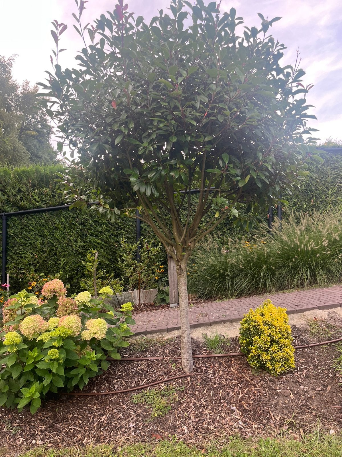 Struik - red robin (op stam), Tuin en Terras, Ophalen