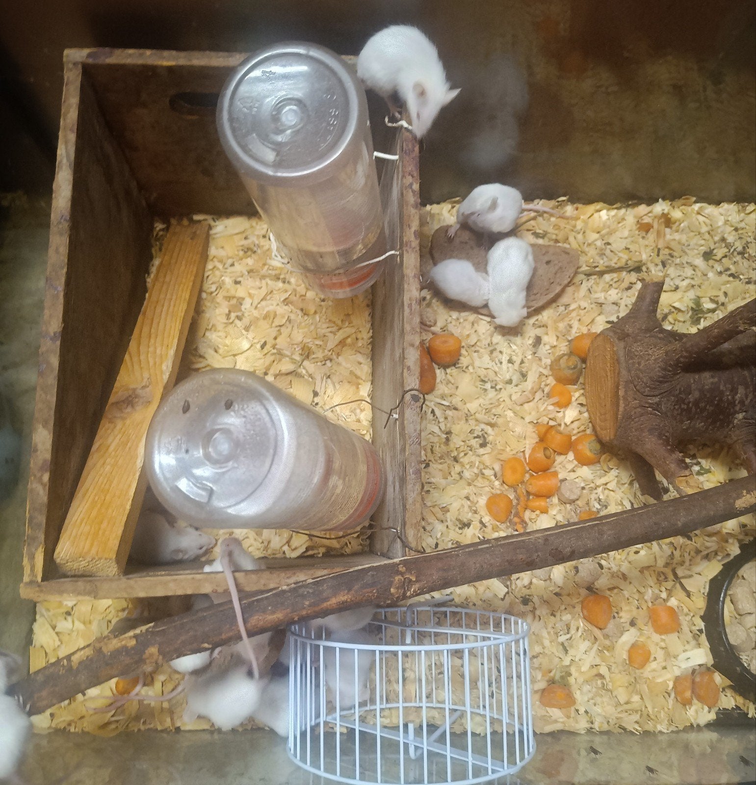 Voeder muizen ️ &️, Dieren en Toebehoren, Ophalen