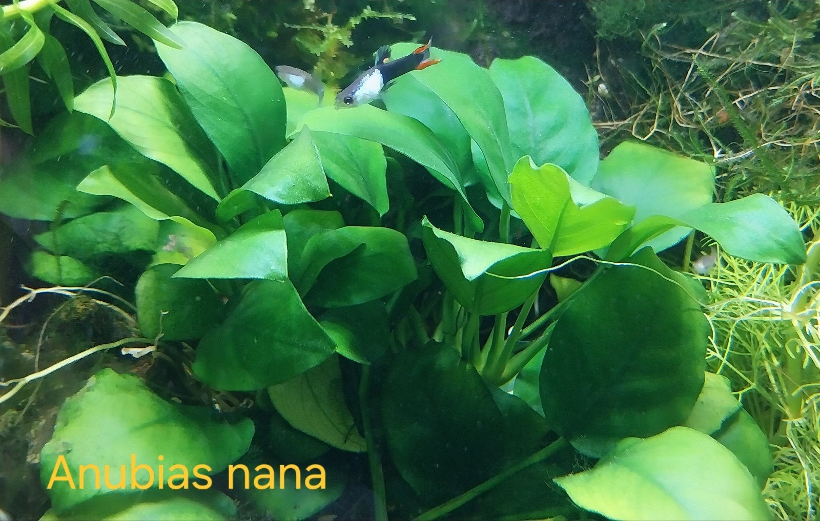 Aquariumplant Anubias nana. Oudenburg, Dieren en Toebehoren, Ophalen of Verzenden