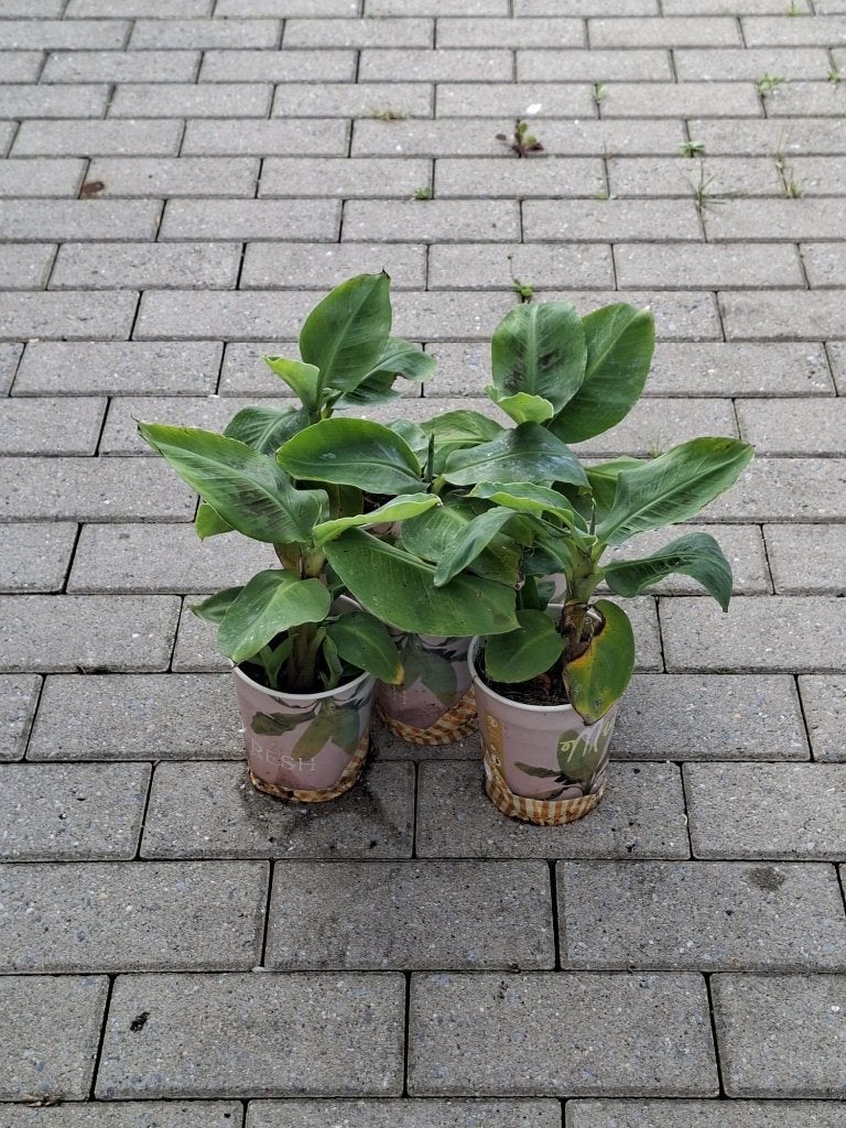 Bananenplanten, Ophalen, Vaste plant, Overige soorten, Volle zon