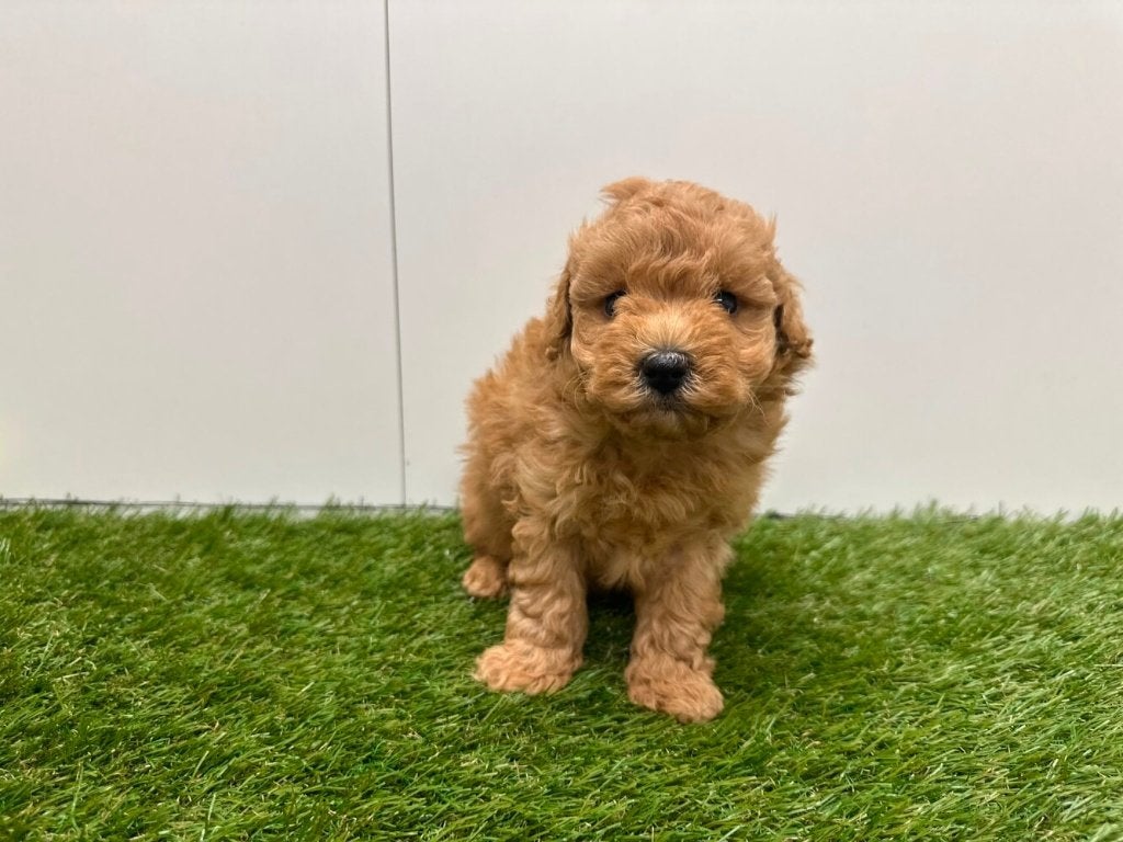 Portée de chiots caniches nains