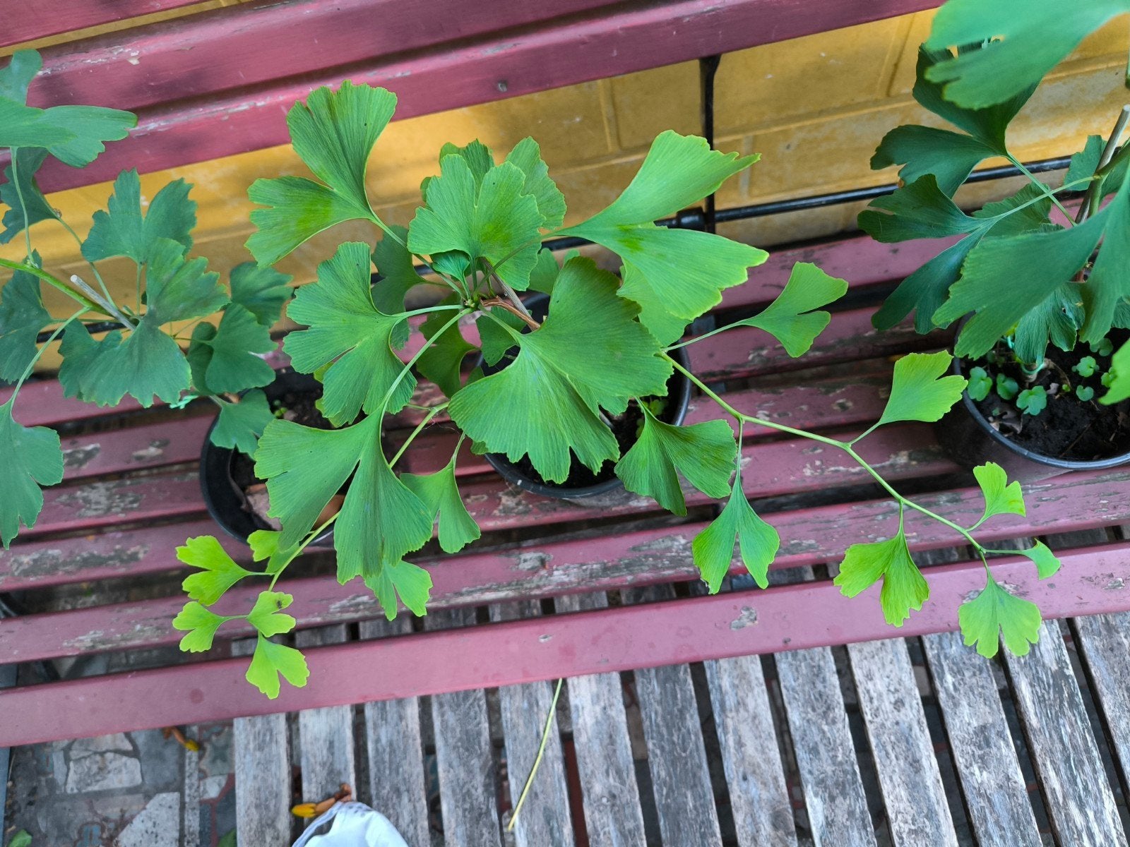 Ginkgo biloba, Ophalen