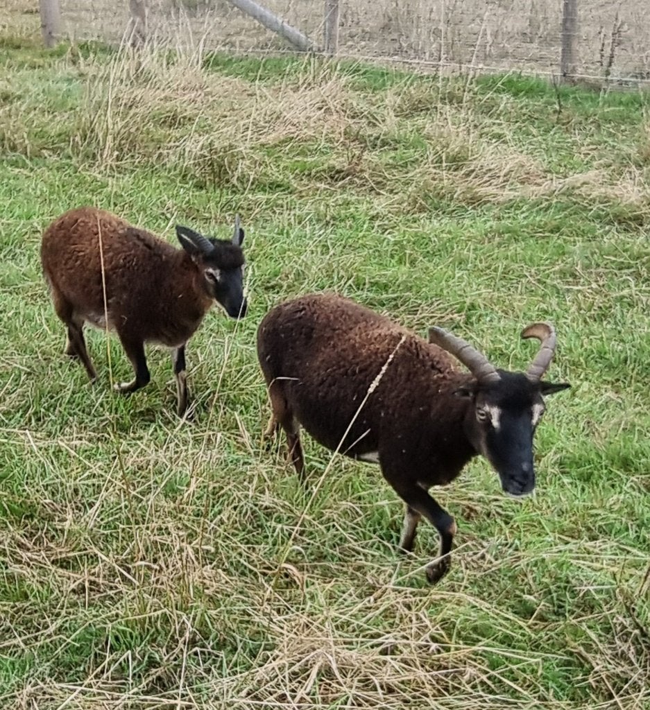 Soay mouton femelle ooi, Femelle, Mouton
