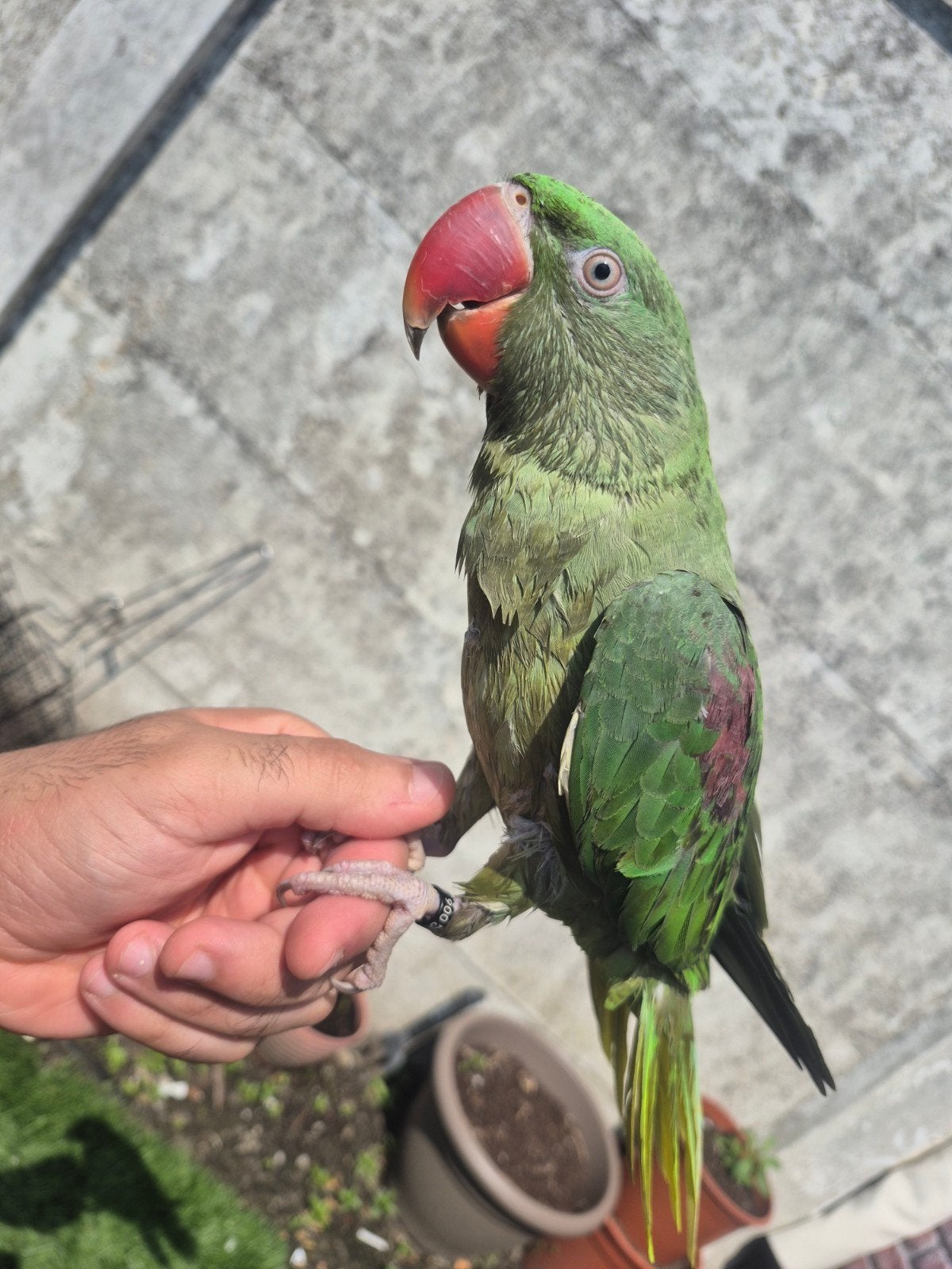Grande perruche Alexandre, Animaux & Accessoires, Oiseaux | Perruches & Perroquets, Bagué