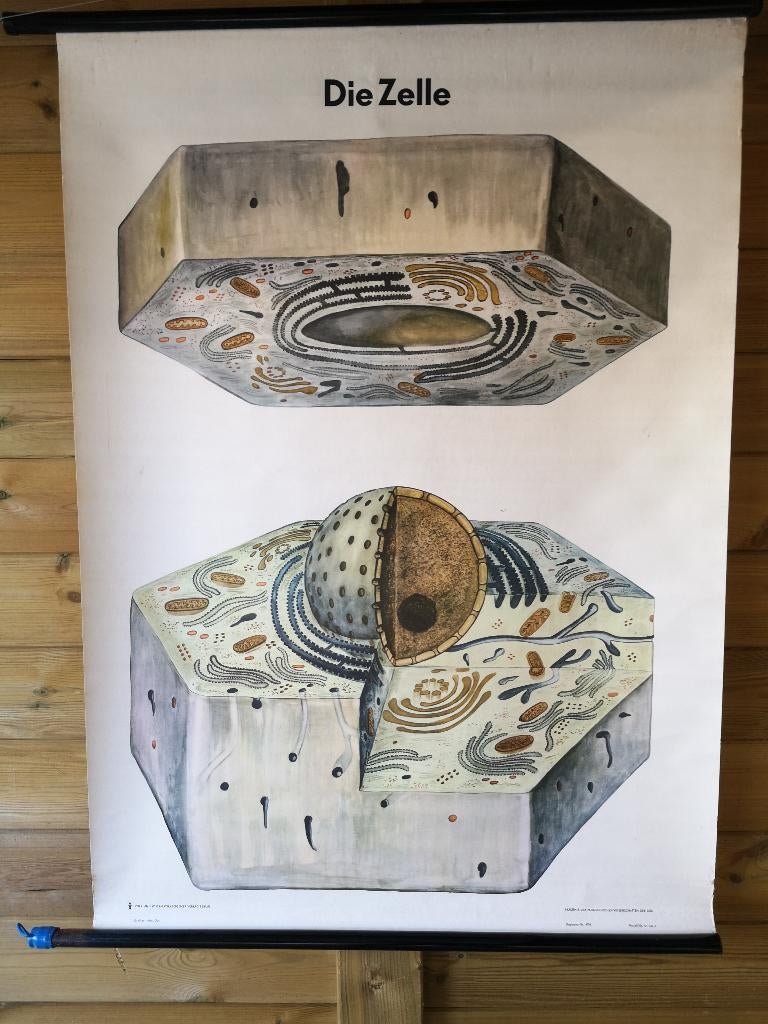schoolplaat illustratie van de struktuur van en cel & dier.., Ophalen of Verzenden, Natuur en Biologie
