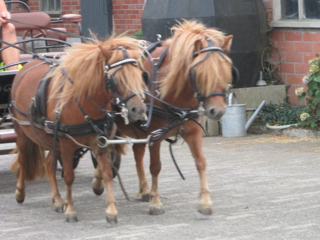 shetlander vos merrie, Animaux & Accessoires, Poneys, Avec puce électronique, Poney d'attelage, Poney A (jusqu'à 1.17 m), 0 à 2 ans