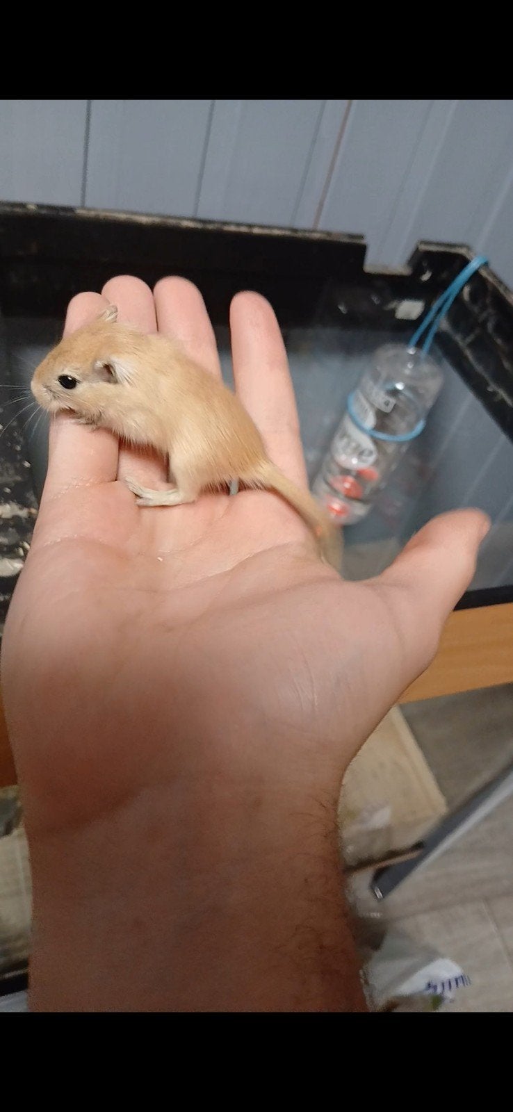 Gerbilles a adopter, Animaux & Accessoires, Rongeurs & Lapins | Accessoires, Enlèvement