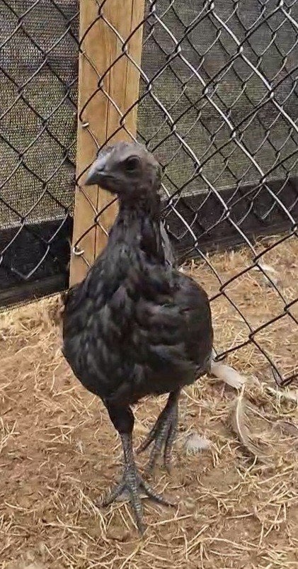 Ayam Cemani en Wyandotte Kriel hennen, Animaux & Accessoires