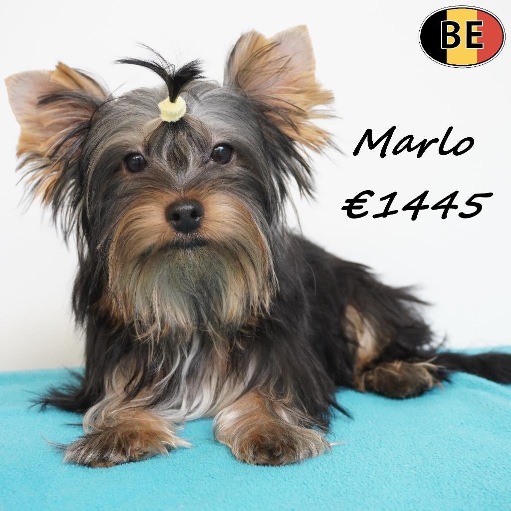Marlo & Marty - Petits Yorkshire Terriër - à vendre, Animaux & Accessoires, Chiens | Jack Russell & Terriers, Chien (mâle), Yorkshire Terrier