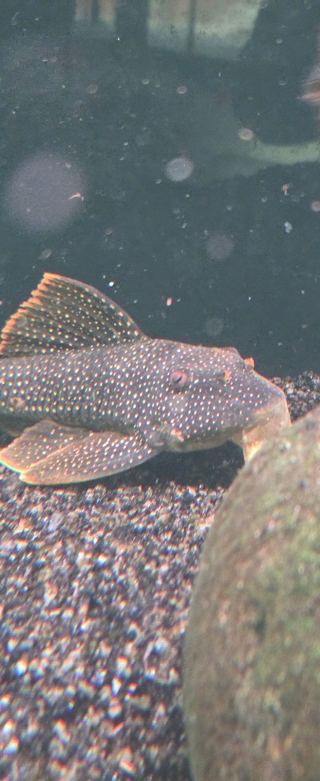 L014 sunshine pleco +- 20cm., Animaux & Accessoires