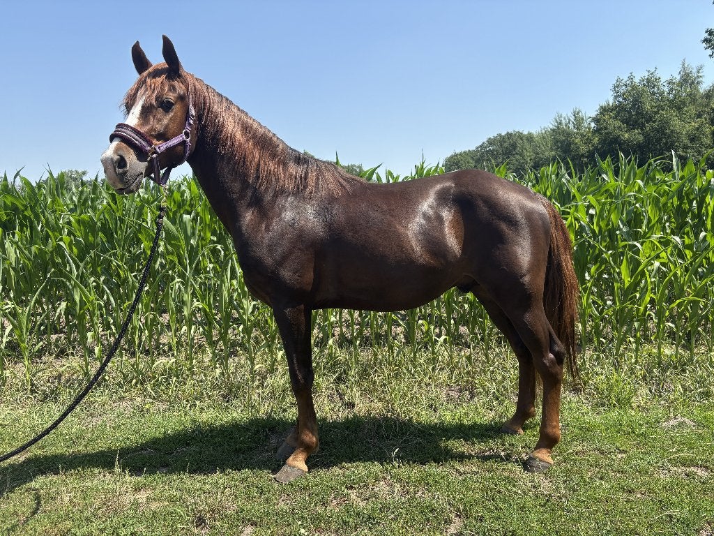 Zeer lieve Ruin, Animaux & Accessoires, Poneys, Hongre, Débourré, Poney D (1.37 m à 1.48m), Poney de récréation, 3 à 6 ans, Avec puce électronique