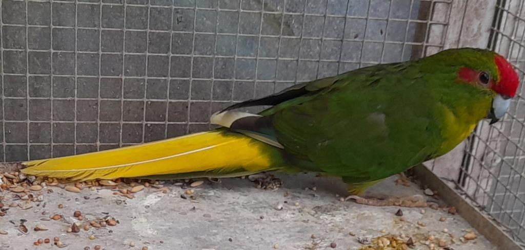 Bonte groene roodvoorhoofd kakariki man te koop, Dieren en Toebehoren, Mannelijk, Parkiet