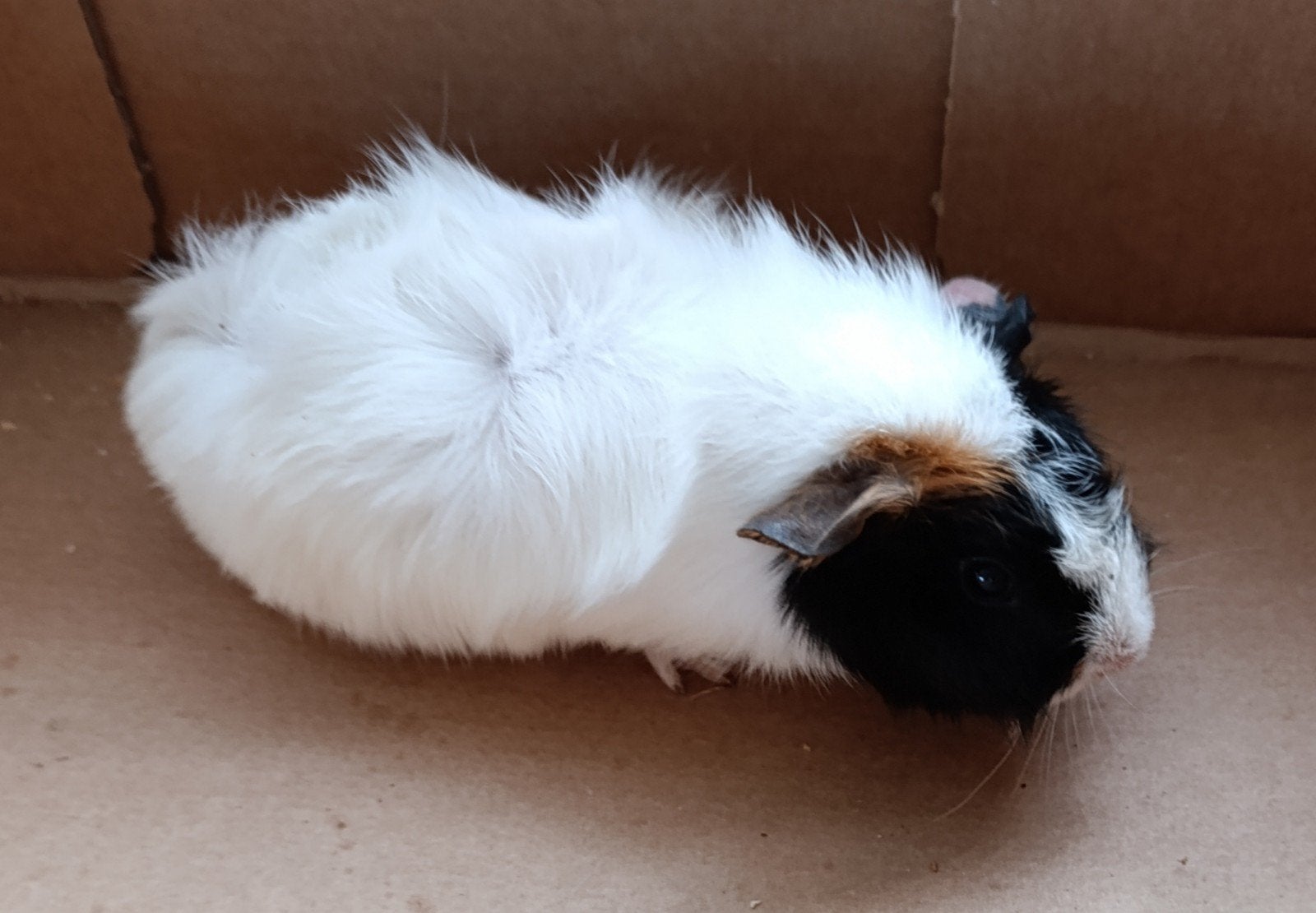 cavia's, Août, Cobaye