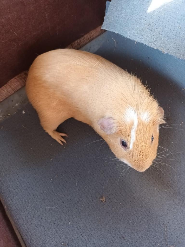 Mannetjes cavia, Dieren en Toebehoren, Oktober, Mannelijk, Cavia