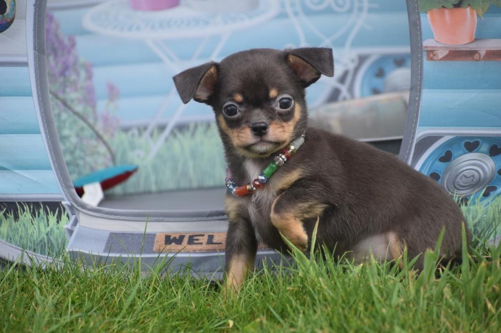 Chiots Chihuahua : un bon choix, 15 semaines à 1 an, Étranger, Hépatite contagieuse (maladie de Rubarth), Éleveur | Professionnel