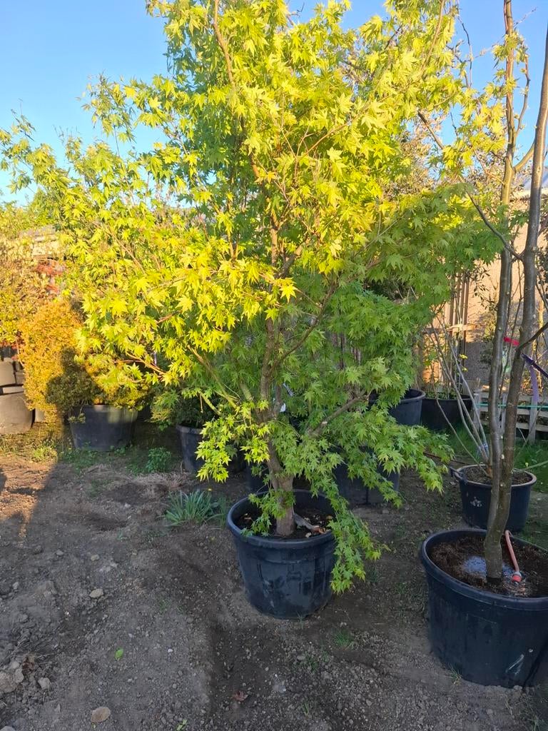 Acer, Enlèvement
