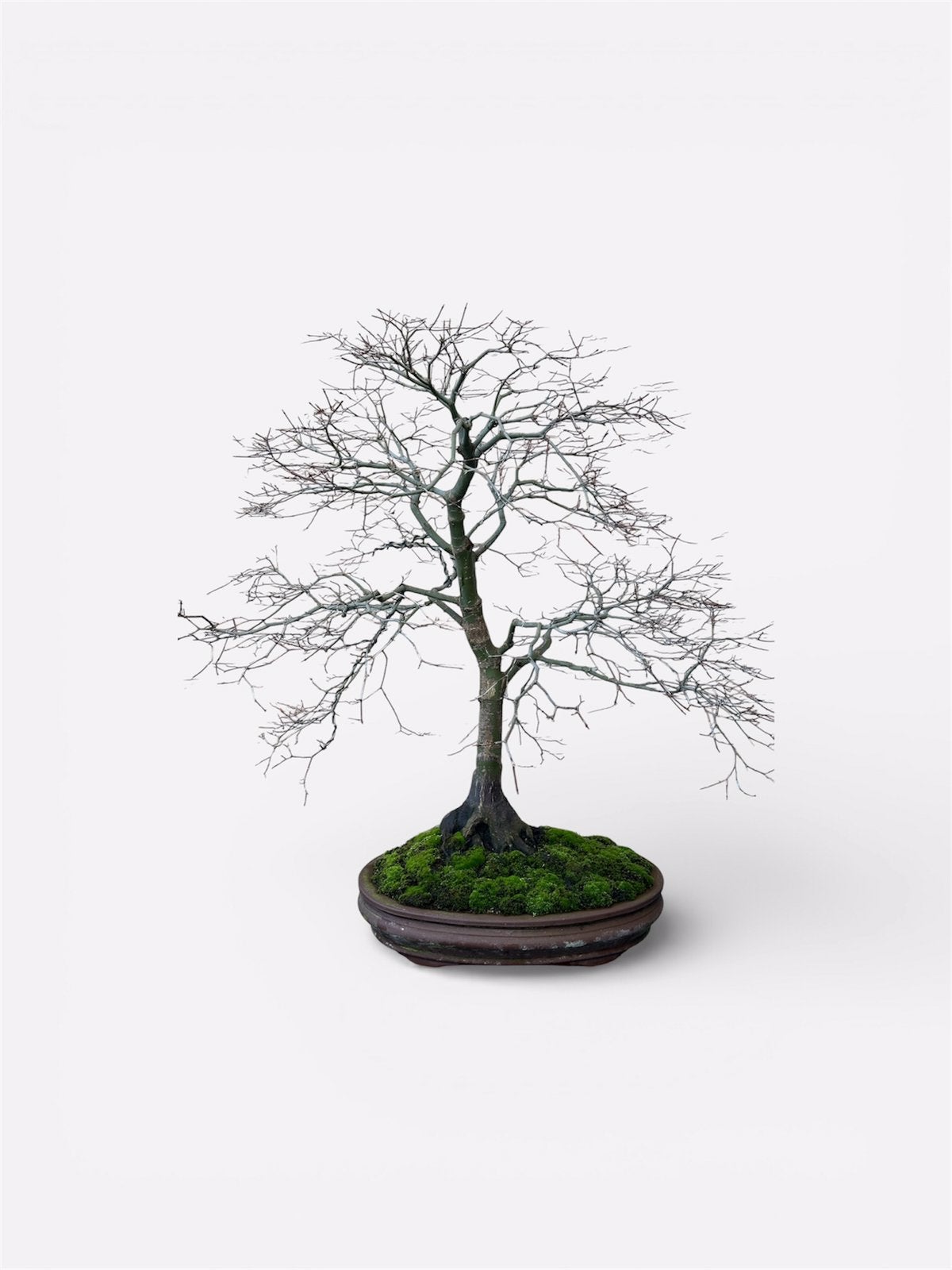 Bonsai acer palmatum deshojo, Tuin en Terras, Ophalen