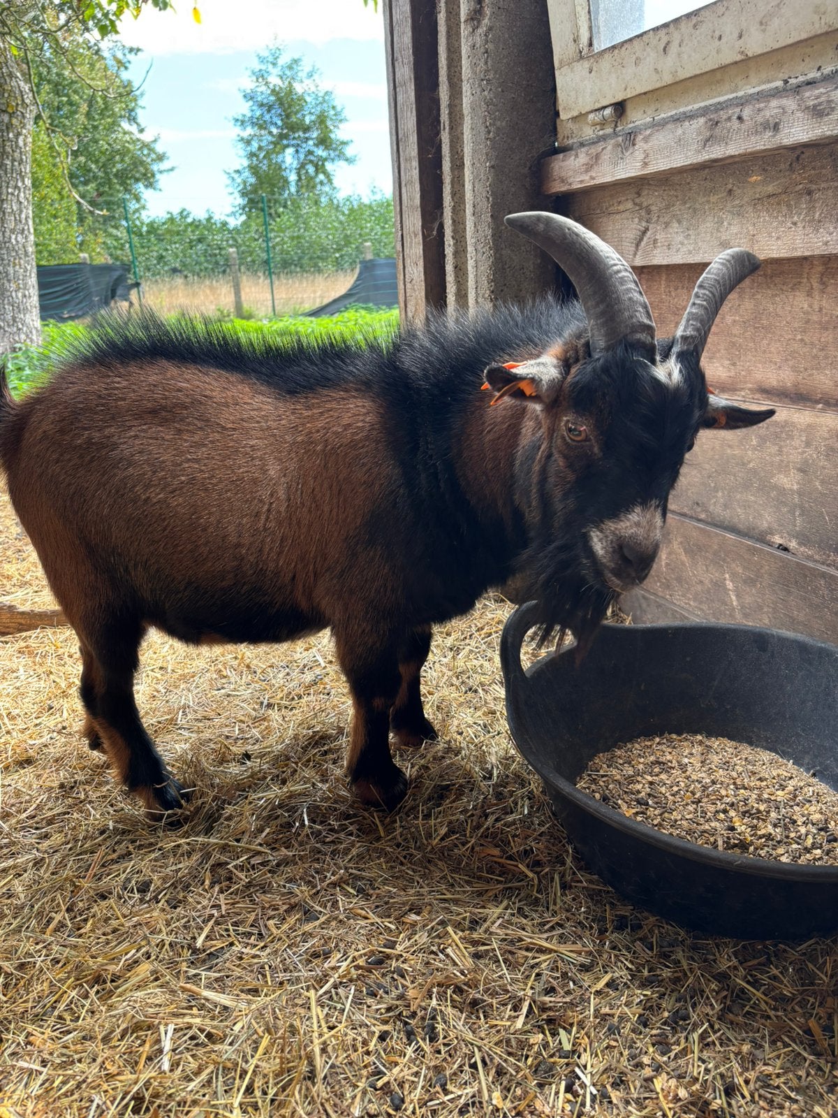 Dwerggeitjes, Plusieurs animaux, Chèvre, 0 à 2 ans