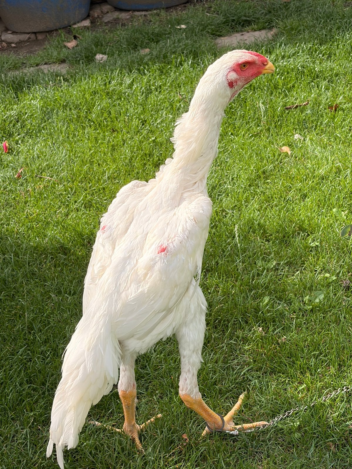 Witte Shamo haan, Dieren en Toebehoren, Pluimvee, Kip