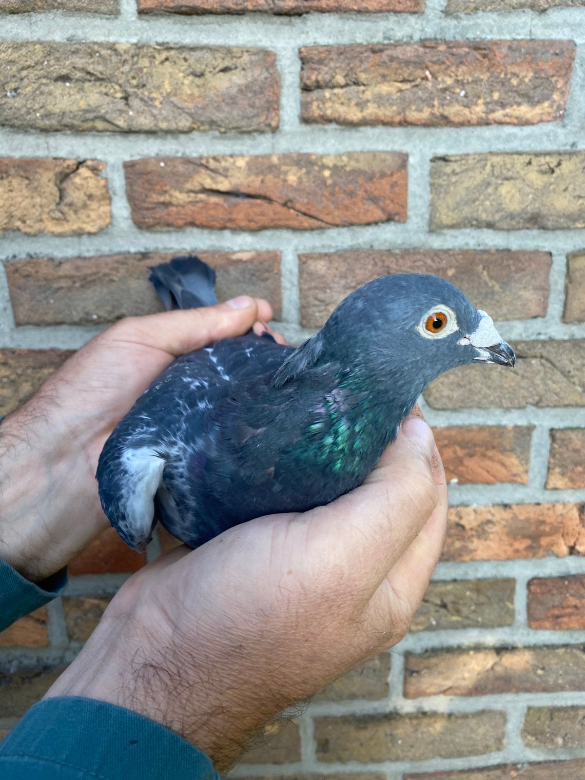 Duivin ‘21 Busschaert bloedlijn, Dieren en Toebehoren, Vrouwelijk, Postduif