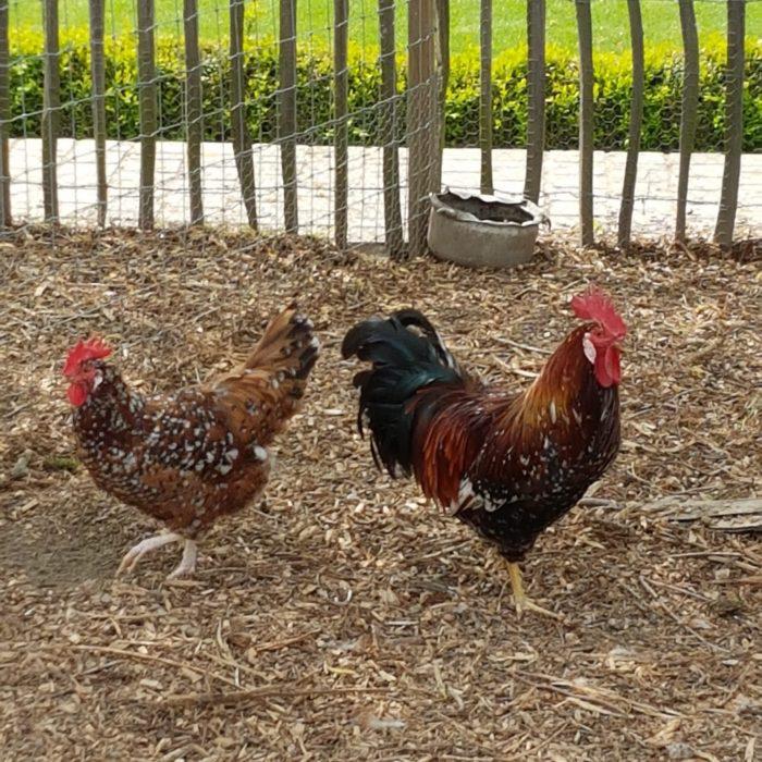 Kuikens leghorn porselein, Dieren en Toebehoren