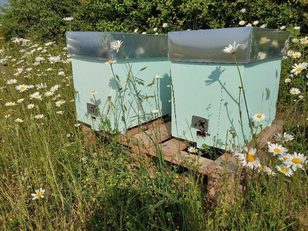 Colonie d'Abeilles Buckfast, Enlèvement