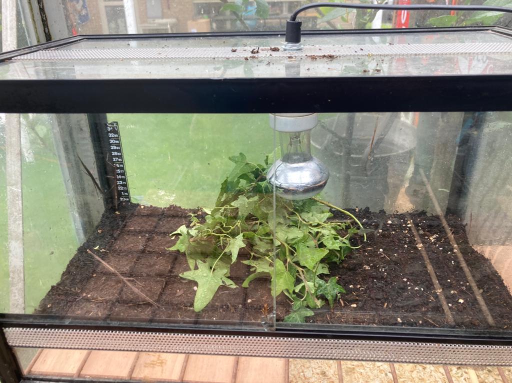 Terrarium met wandelende takken, Dieren en Toebehoren, Reptielen en Amfibieën | Toebehoren, Ophalen, Zo goed als nieuw