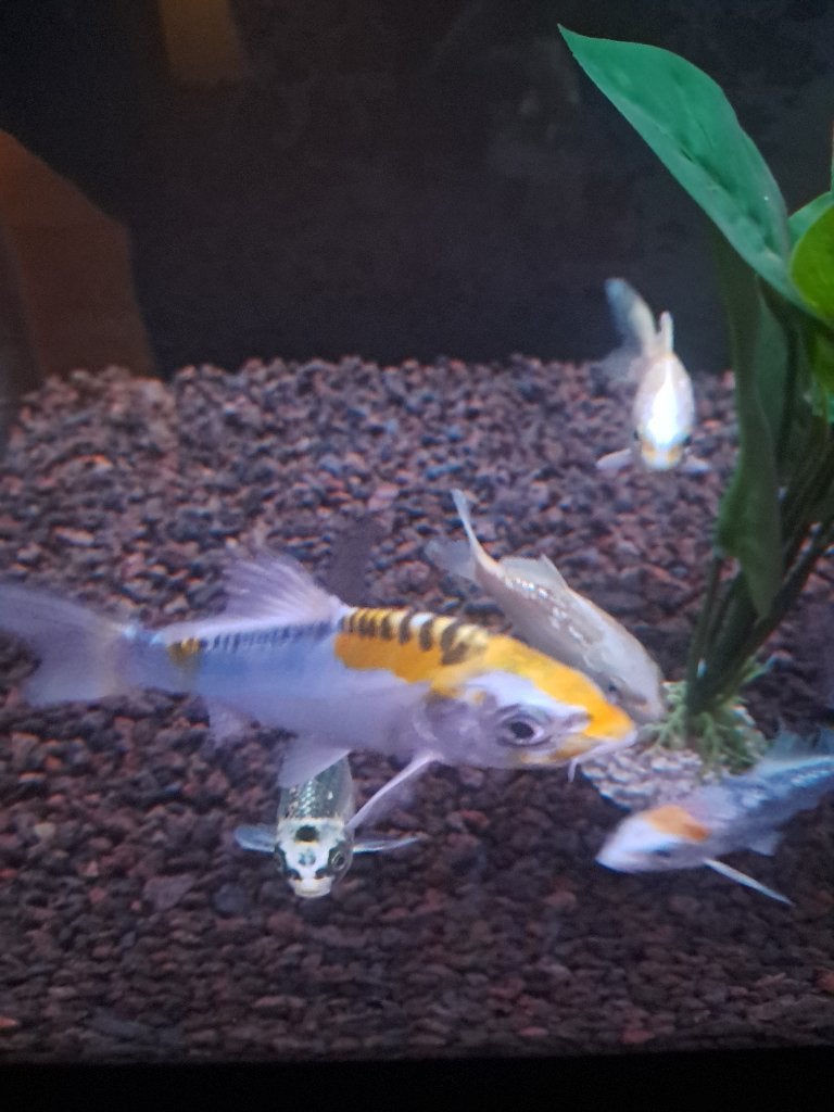 Koi, Carpe ou Koï