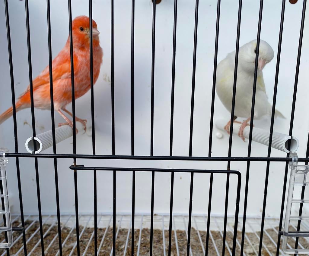 Kanariekoppel 2025, Dieren en Toebehoren, Vogels | Kanaries, Meerdere dieren, Kleurkanarie