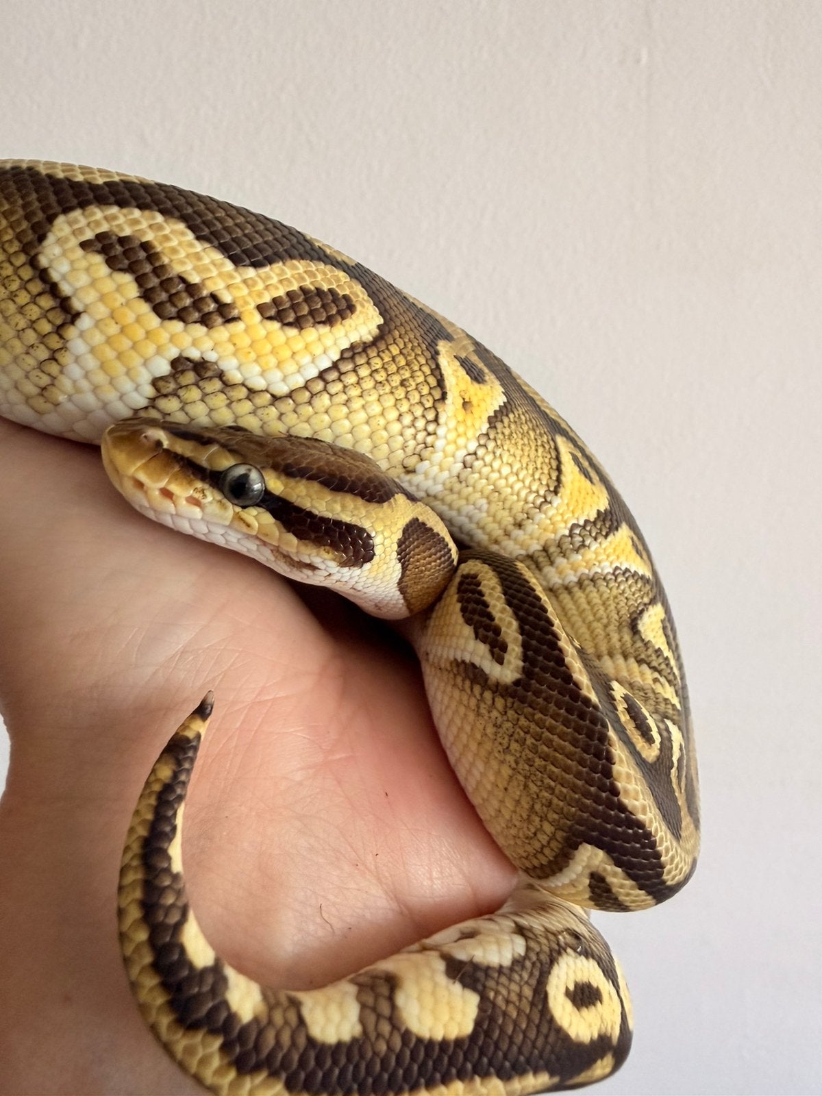 0.1 Python regius 9’25, Dieren en Toebehoren, Reptielen en Amfibieën, Slang, Tam, 0 tot 2 jaar