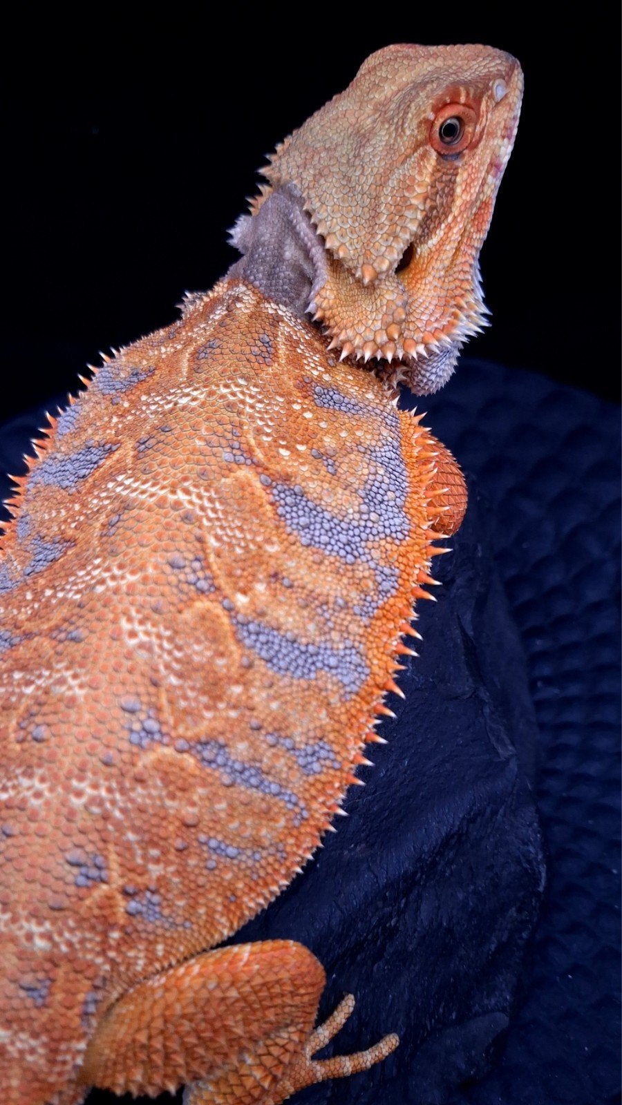 50% Red Monster Blue Tiger het. Witblits Man Baardagaam, Lézard, 0 à 2 ans