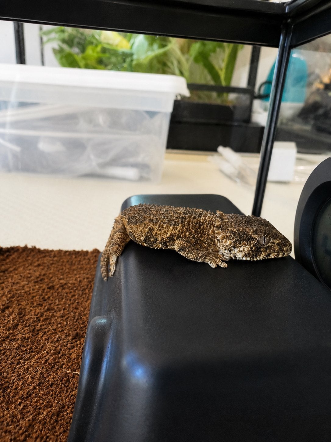 Helmethead Gekko vrouw (Tarentola chazaliae) +  terrarium, Met terrarium, 0 tot 2 jaar