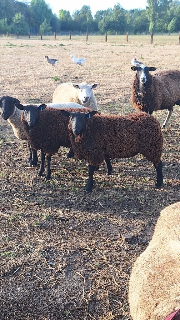 2 prachtige ooien, Vrouwelijk, Schaap, 0 tot 2 jaar