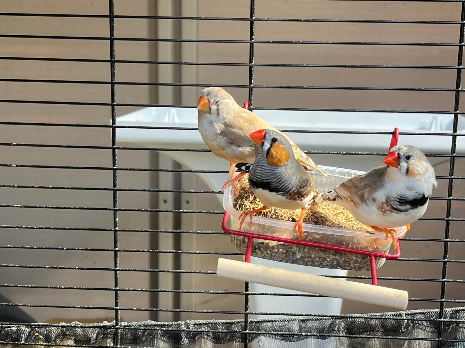 Zebravinken, Dieren en Toebehoren, Vogels | Kanaries