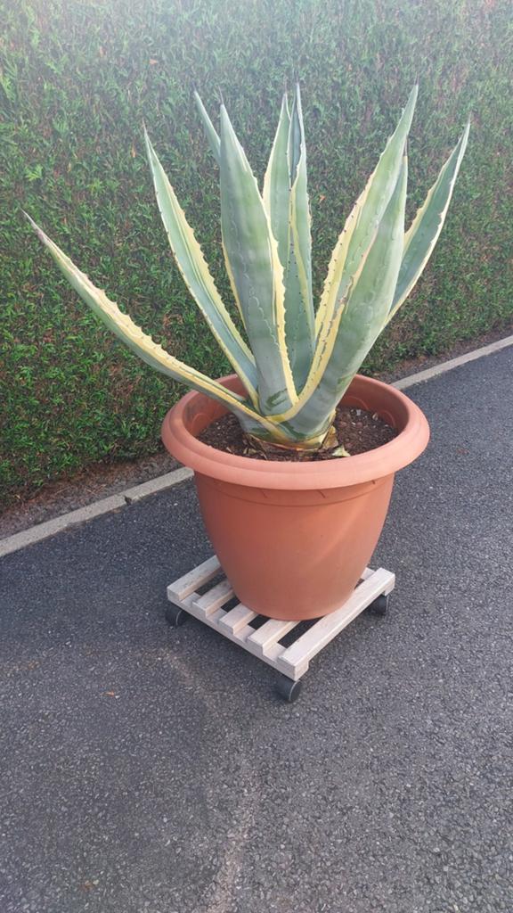 Agave Americana, Ophalen