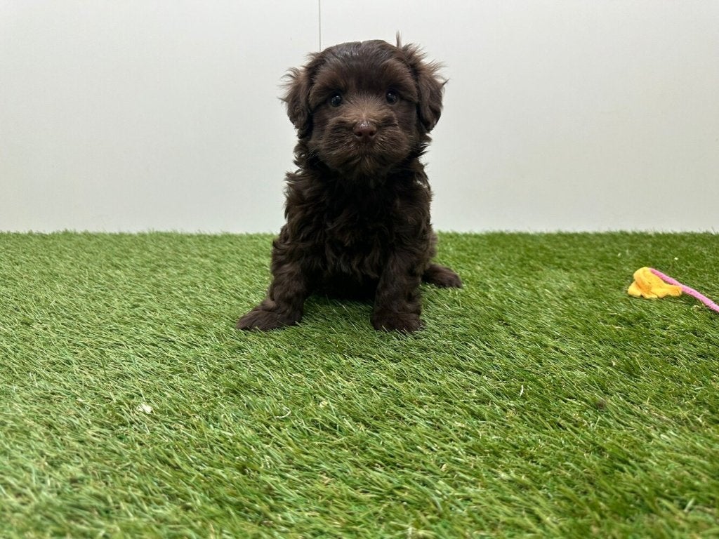 Portée de chiots Bichon Havanais, Animaux & Accessoires, Chiens | Chihuahuas & Chiens de compagnie, Autres races, Plusieurs, Hépatite contagieuse (maladie de Rubarth)