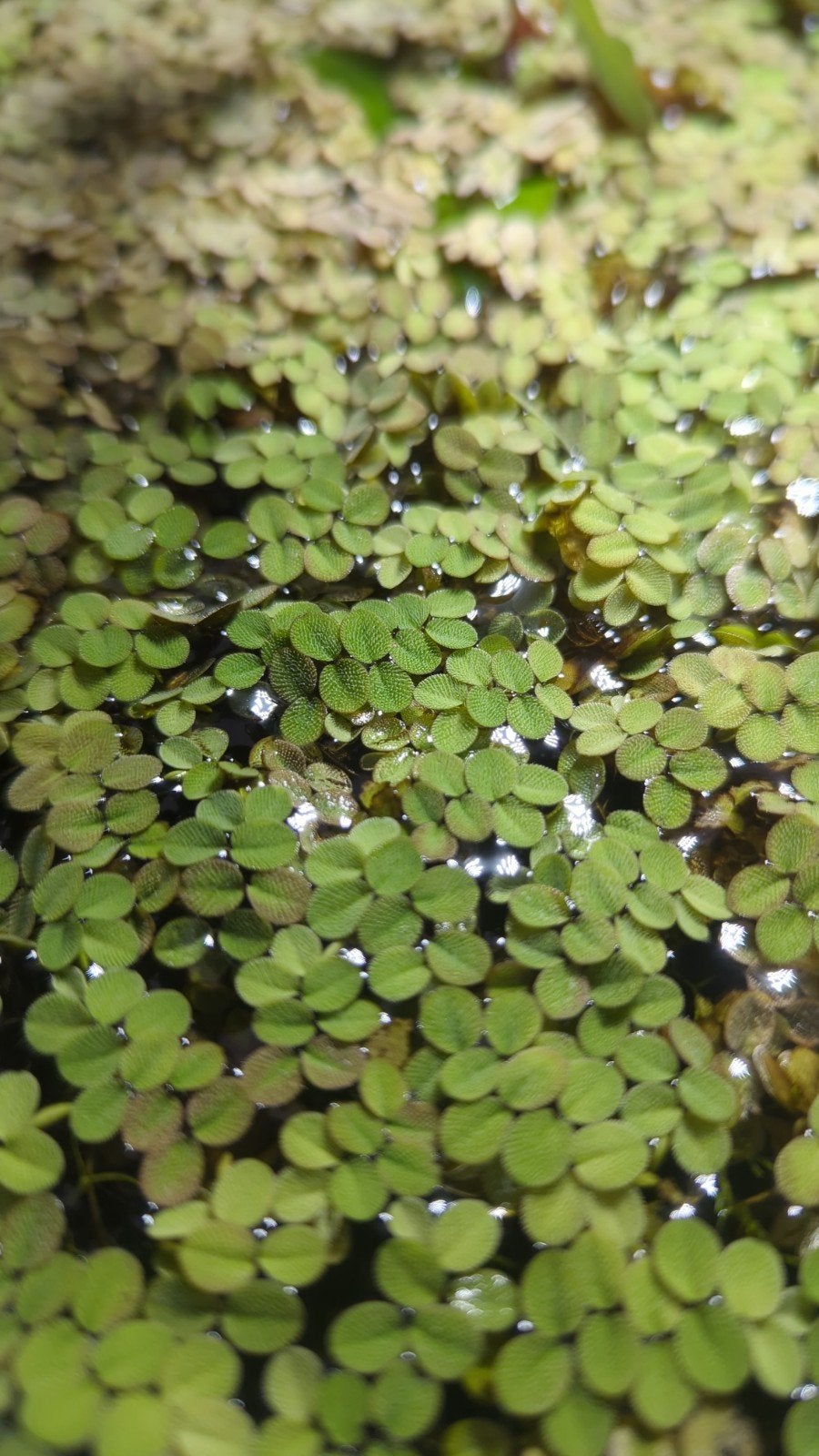 Salvinia auriculata (drijfplant), Tuin en Terras, Vijvers, Ophalen of Verzenden, Nieuw