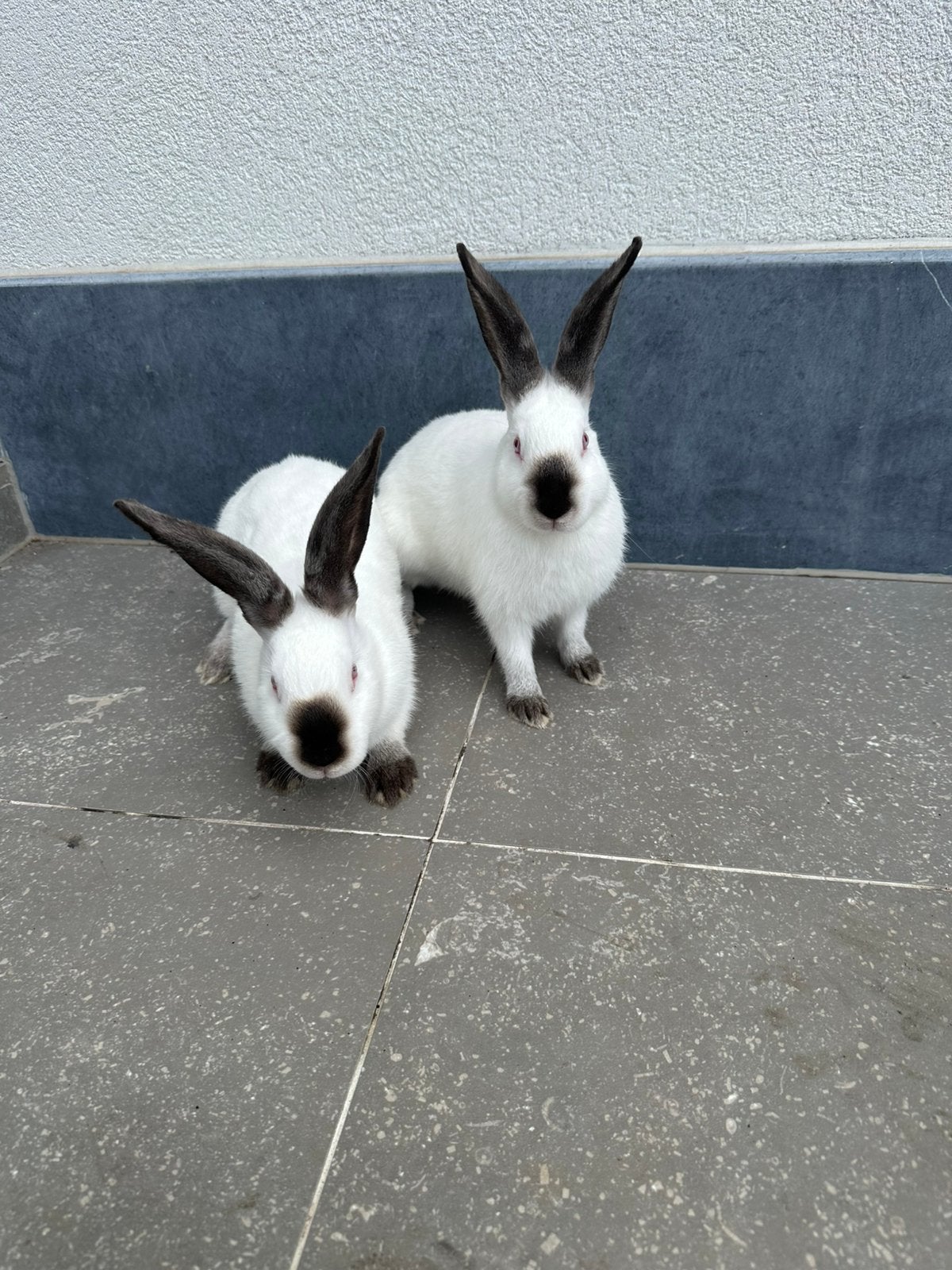 Vlees konijnen /veodsters, Dieren en Toebehoren