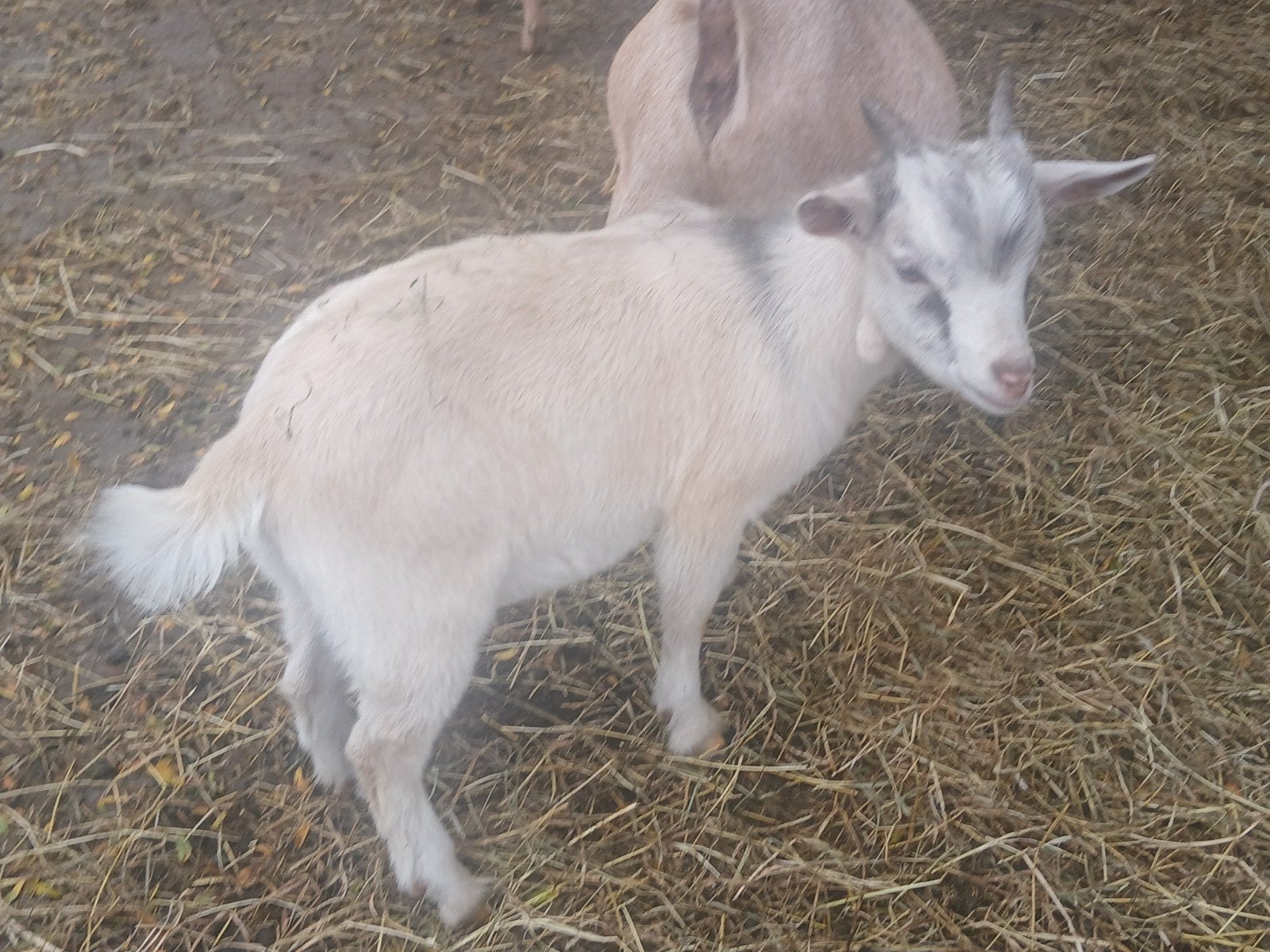 2 jonge bokjes, Dieren en Toebehoren, Mannelijk, Geit, 0 tot 2 jaar