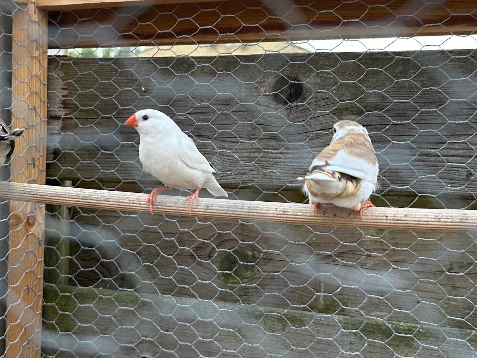 2 zebravinken en 2 diamantduifjes