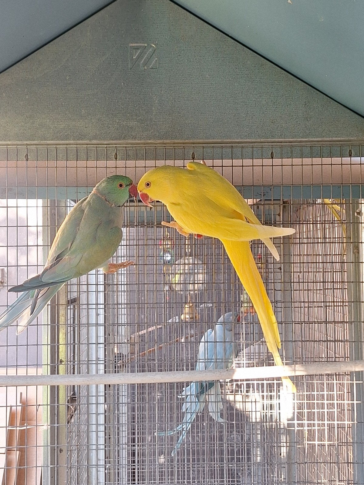 koppels halsbandparkieten, Dieren en Toebehoren
