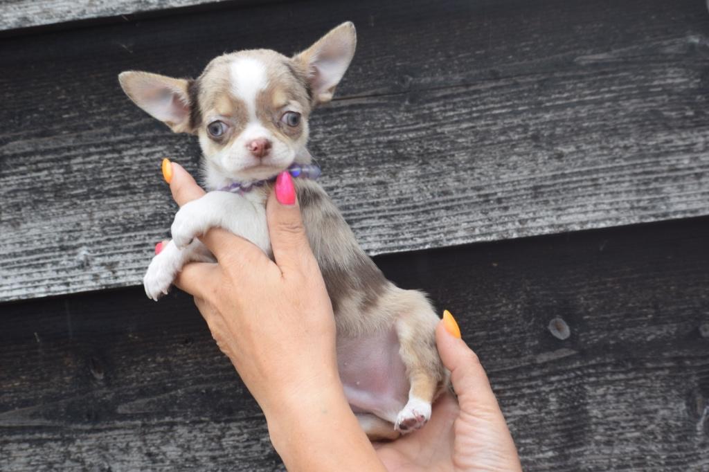 Chihuahua pups mooie keuze, Dieren en Toebehoren, Honden | Chihuahua's en Gezelschapshonden, 15 weken tot 1 jaar, Buitenland, Parvo