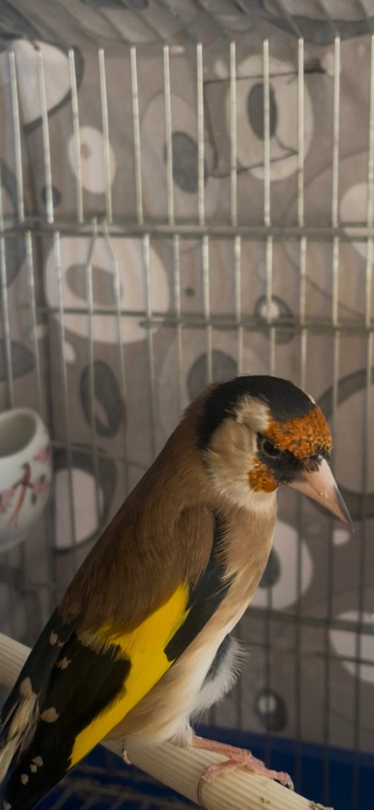 Chardonneret parva, Animaux & Accessoires