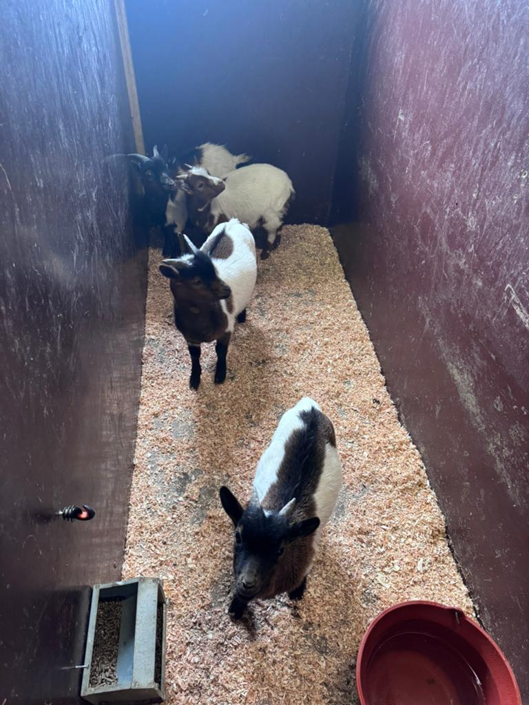 Dwerggeiten bokjes, Dieren en Toebehoren