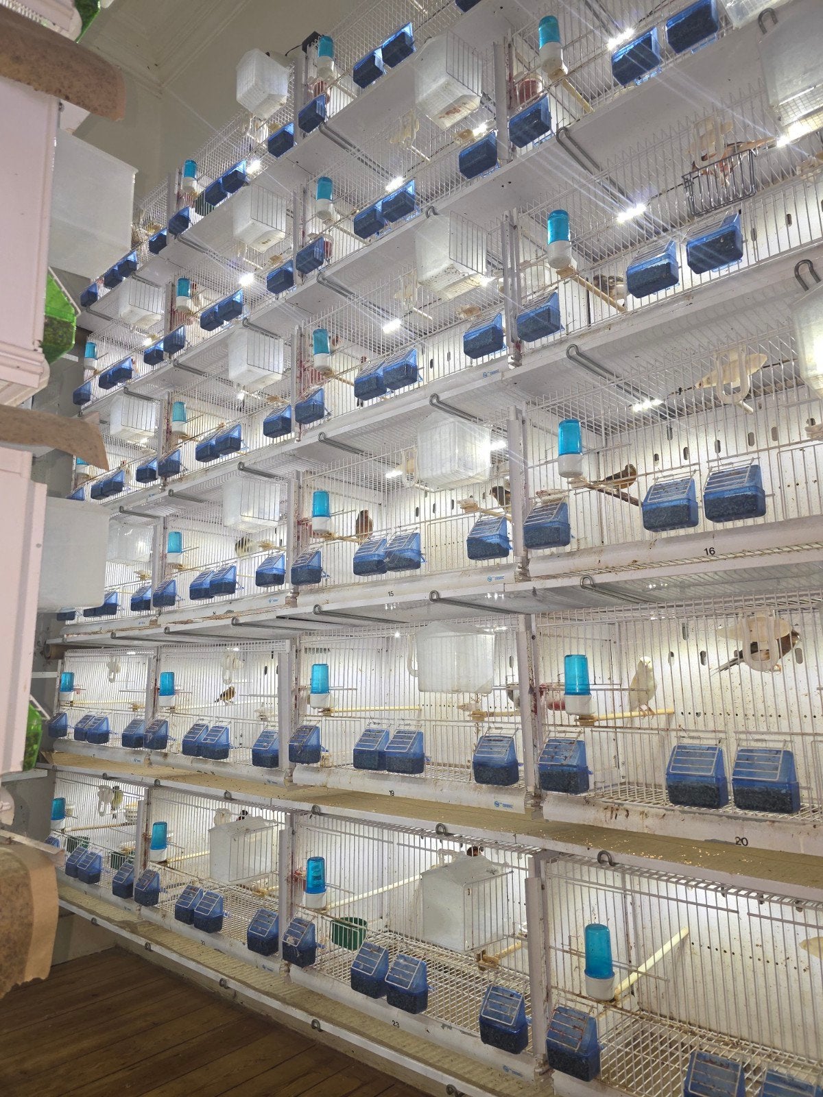 1 Batterie news canaris 24 cages, Animaux & Accessoires