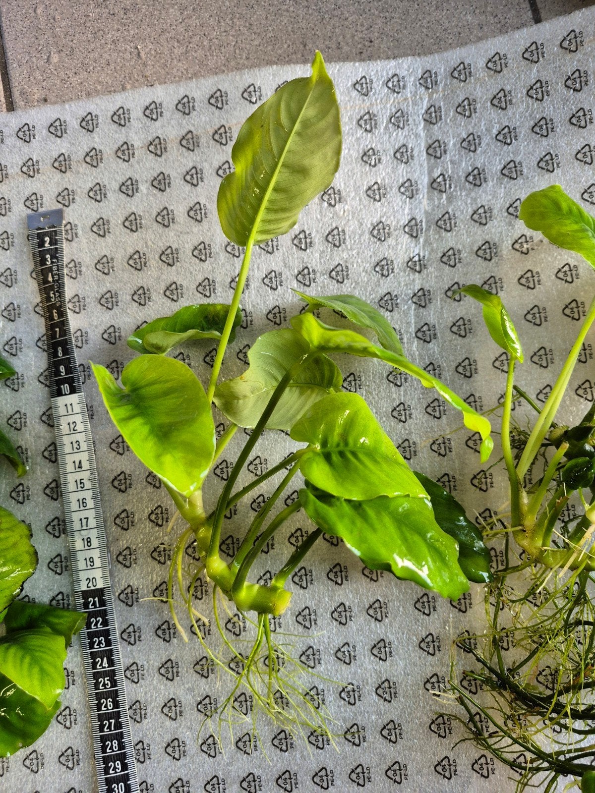 4 anubias aquariumplanten, Ophalen