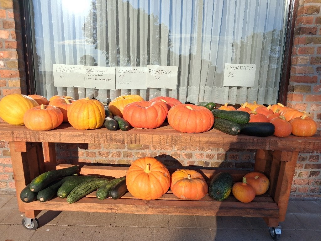 Verse courgettes en pompoenen, Ophalen