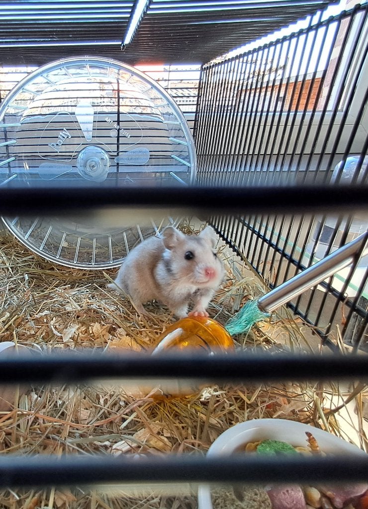 Goudhamster mannelijk, Animaux & Accessoires, Rongeurs, Hamster, Décembre, Mâle, Domestique