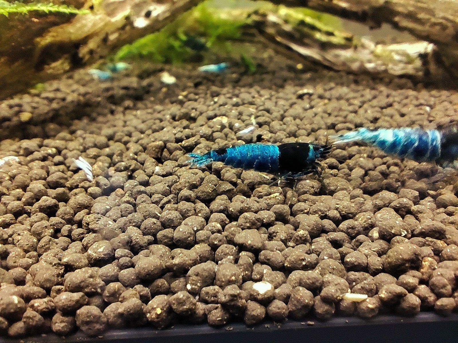 crevettes caridina mosura blue, Enlèvement ou Envoi